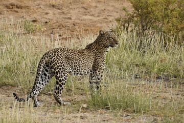 Female leopard watching, Samburu Game Reserve, Kenya