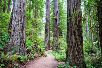 Sequoia