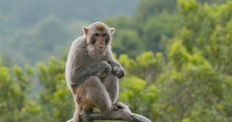 Wild monkey in the forest