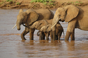 Fototapeta na wymiar Elephants drinking from the Ewaso (Uaso) Nyiro River, Samburu Game Reserve, Kenya