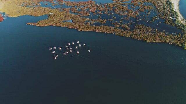 flamingos flying in the delta. flamingo. sea.  bird paradise. aerial shot 4k