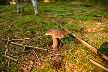 excellent stone mushroom , boletus edulis, in the forest soil