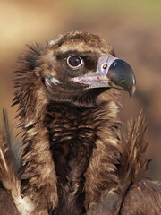 Black vulture (Aegypius monachus) in its natural enviroment