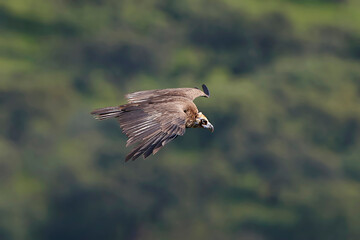 Black vulture (Aegypius monachus) in its natural enviroment