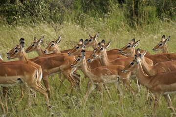 Naklejka na ściany i meble Female impalas in a harem, Masai Mara Game Reserve, Kenya