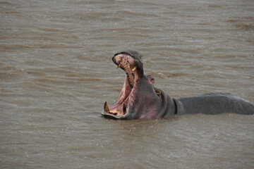 Fototapeta premium Hippopotamus in the Mara River, yawning in the rain, Masai Mara Game Reserve, Kenya