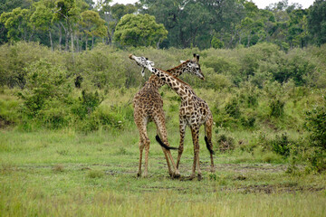 Two male Masai giraffes necking, Masai Mara Game Reserve, Kenya