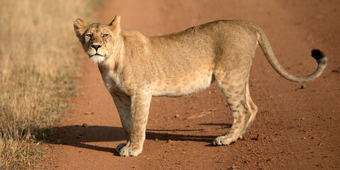 A Lion (Panthera leo) in Tanzania in the wild walking along a dirt road.	