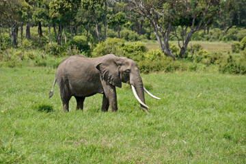 Bull elephant with long tusks feeding in grassland, Masai Mara Game Reserve, Kenya