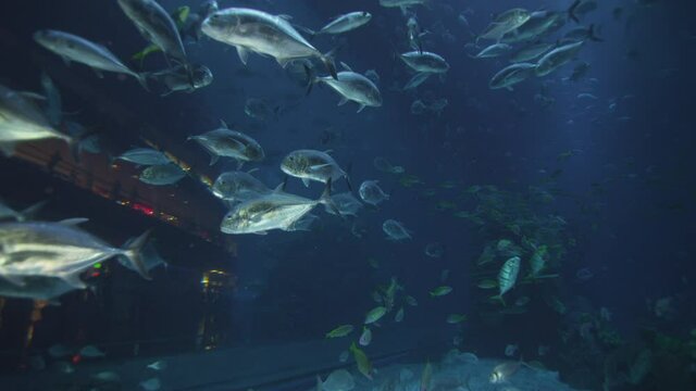 An Amazing school of fish at Dubai Mall Aquarium.