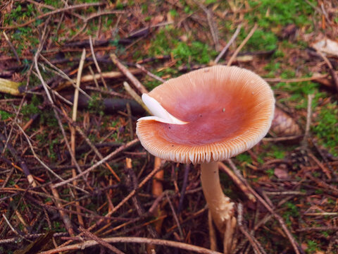 red-brown stripe - Amanita fulva- edible fungus in the forest floor