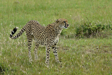 Female cheetah on grassland, Masai Mara Game Reserve, Kenya