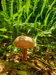 common red-footed tube - xerocomus chrysenteron- food fungus in the forest