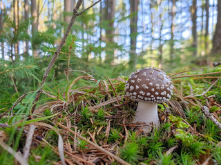 Amanita pantherina - toxic panther fungus in the forest 