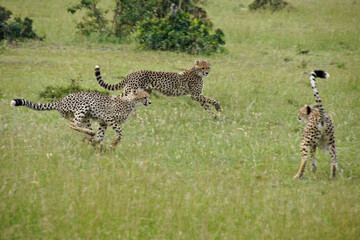 Three juvenile cheetahs playing, Masai Mara Game Reserve, Kenya