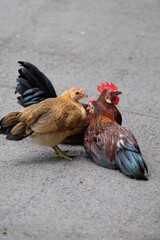 Bantam in the community that the villagers raised freely without being raised in cages