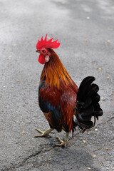 Bantam in the community that the villagers raised freely without being raised in cages