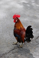Bantam is a pet in the community that the villagers raise without being locked in a cage.
