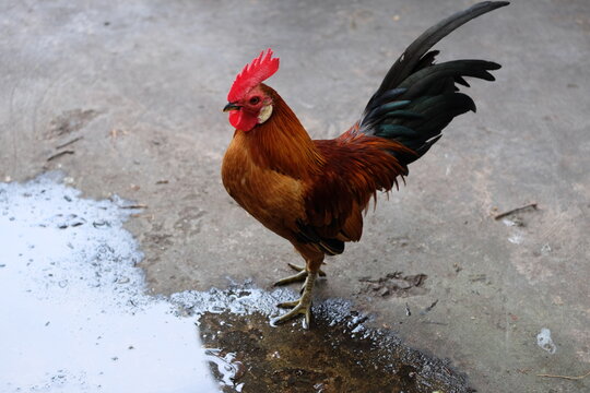 Bantam is a pet in the community that the villagers raise without being locked in a cage.
