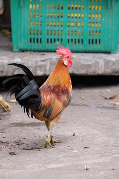 Bantam is a pet in the community that the villagers raise without being locked in a cage.
