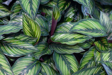 Top view of Calathea plant in the garden for background.