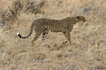 Cheetah walking in dry grass, Samburu Game Reserve, Kenya