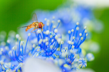 hoverfly on flower