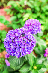 咲き始めた紫陽花