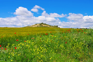 Spanien Feld mit Mohn und Raps Blumen - field in spring with poppy and rapeseed flowers