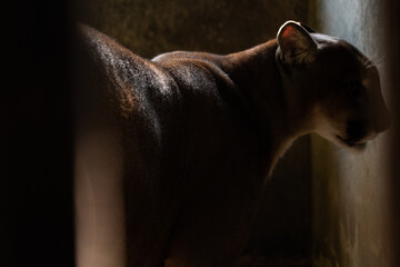 Cougars in the dark corner