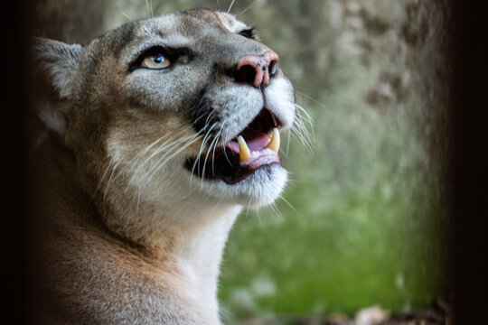 Cougars' faces