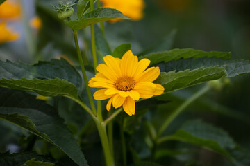 Close up of a beautiful flower in the garden at summer time