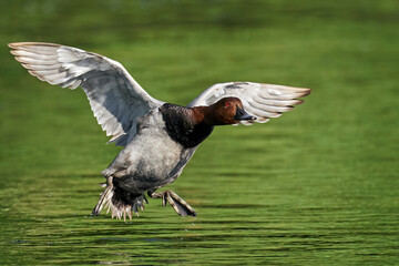 Common pochard (Aythya ferina)