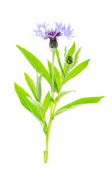 Fototapeta na wymiar Flower of blue garden cornflower on stem with leaves.
