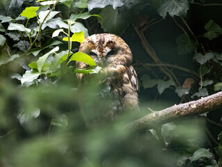 Tawny Owl, Strix aluco, sits hidden in a branch, it's a common owl