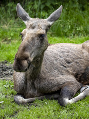 Moose, Alces alces, is the largest inhabitant of European forests, pictured in the female