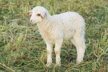 White Lamb Animal Farm In Sicily A Traditional Food Of Easter Holiday - 363766824