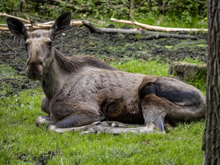 Moose, Alces alces, is the largest inhabitant of European forests, pictured in the female