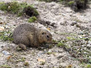 The European ground squirrel, Spermophilus citellus, lives in colonies in the wild and is threatened with extinction