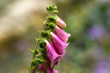 Close up of a beautiful flower in the garden at summer time