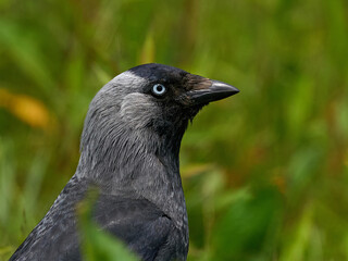 Western jackdaw (Coloeus monedula)