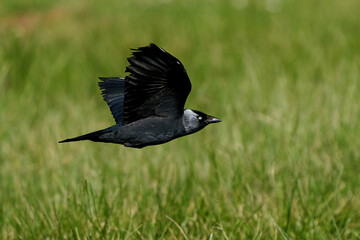 Western jackdaw (Coloeus monedula)