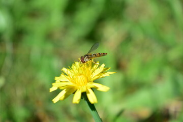 Schwebefliege auf gelber Glüte