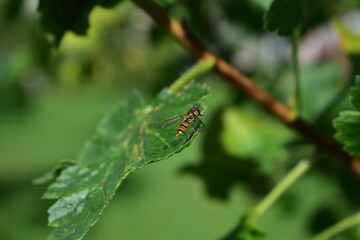 Schwbefliege auf Blatt