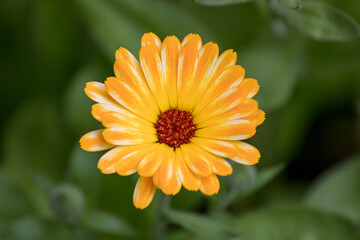 Close up of a beautiful flower in the garden at summer time