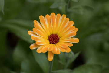 Close up of a beautiful flower in the garden at summer time