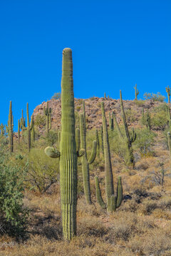 Saguaro Cactus growing in the Lake Pleasant Regional Park, Sonoran Desert, Arizona USA