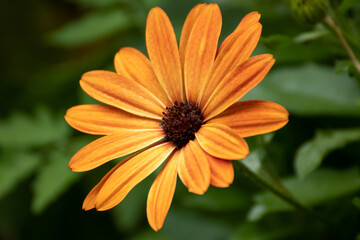 Close up of a beautiful flower in the garden at summer time