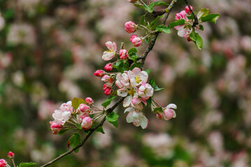 Tender pink flowers and buds of an apple tree on a branch in the garden.