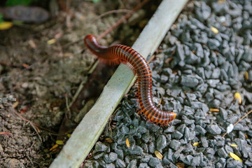 The millipedes on the ground.